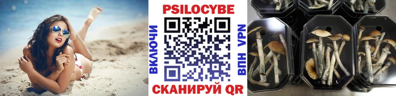 Псилоцибиновые грибы Psilocybe  закладки  Тайшет 